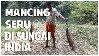 CATCHING BIG SNAKEHEAD FISH IN THE RIVER OF INDIA #KatroID