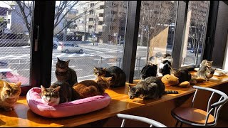 Кошачье кафе! Место где можно пообщаться с котиками и перекусить!