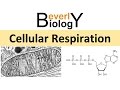 Cellular Respiration and Energy Production