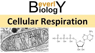 Cellular Respiration