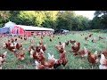 Andy Wilcox Discusses Wilcox Mobile Hen Coops