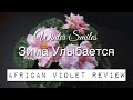 Zima Ulybaetsya / Winter Smiles / Зима Улыбается - African Violet Review