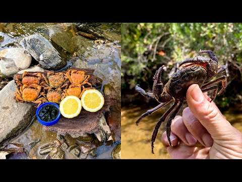Video: Yuav ua li cas ntsev hermit crabs ua khub?
