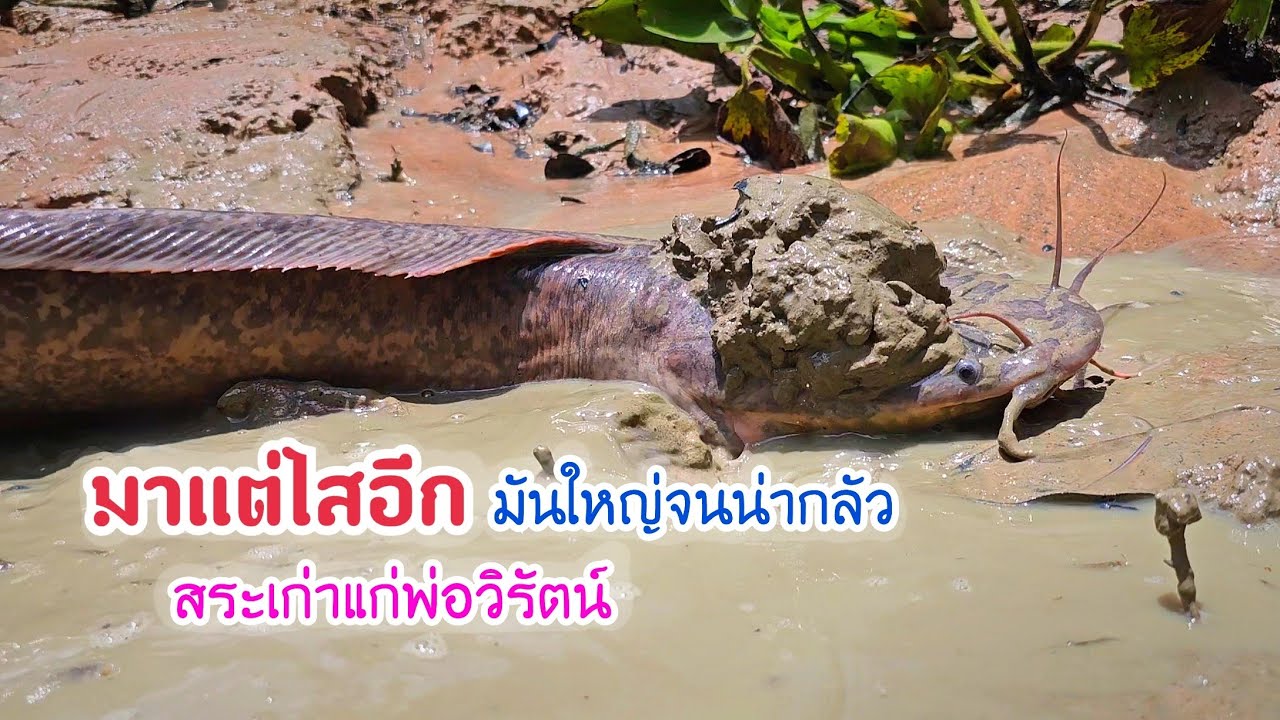 มาแต่ไสอีกตั้งหลายตัว ยักษ์ใหญ่ไซส์จำโบ้ สูบสระพ่อวิรัตน์ครั้งแรกตั้งแต่ขุดมาหลายปี