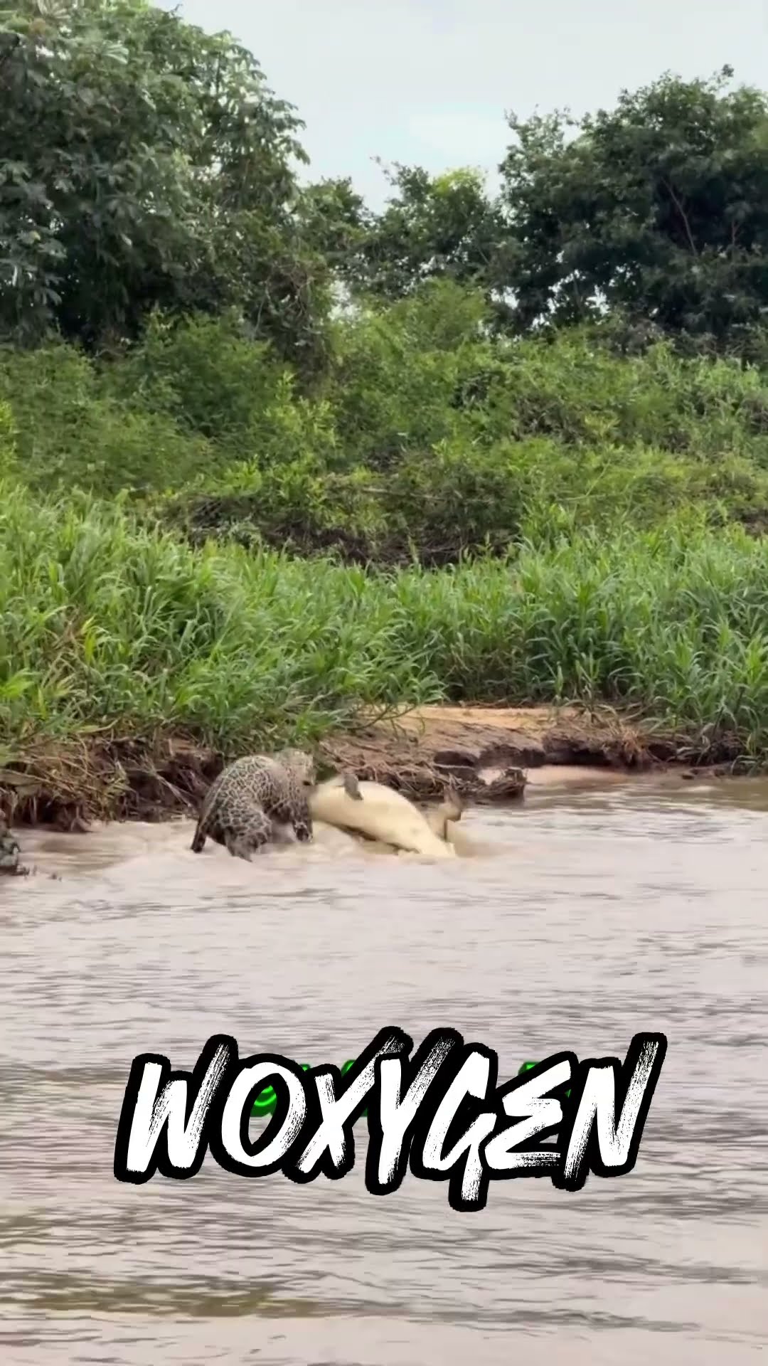 Did the leopard survive the crocodile attack? #shorts #animals #survival