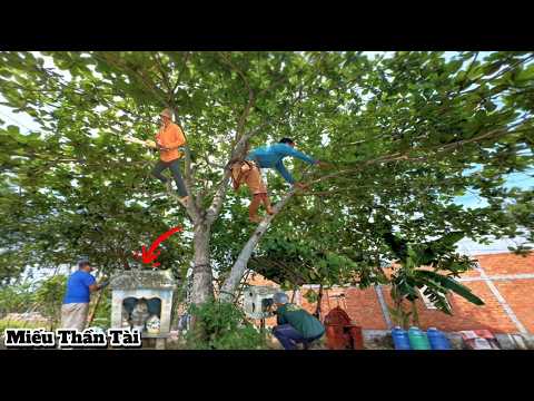 Cưa Cây Bàng Ở Miễu Thần Tài / Cutting Down the Teak Tree at the Temple of the God of Wealth | P326