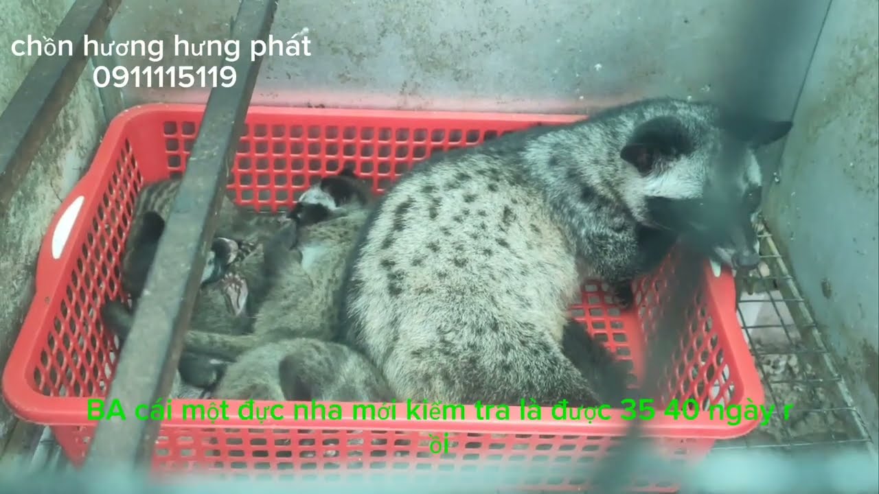 chồn hương giống Lào Indo 7,8kg lớn nhất hiện nay