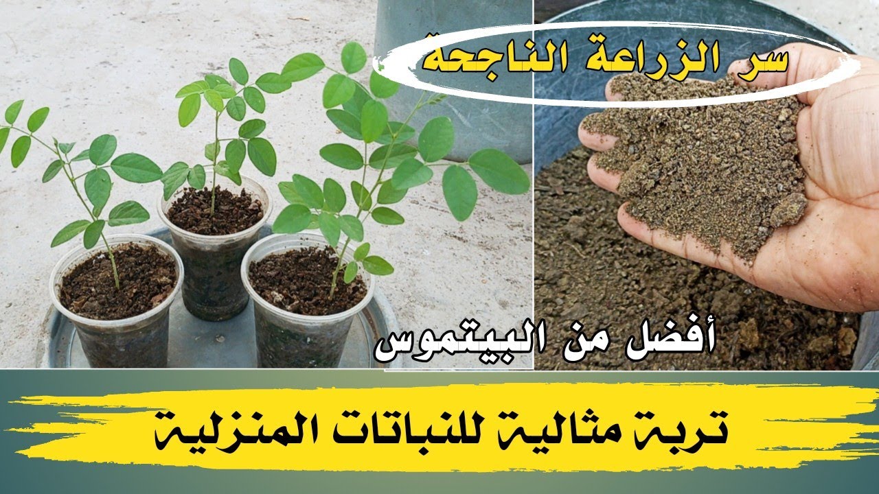 تربة مثالية للنباتات المنزلية ..🌿🌿 أفضل من البيتموس 🌿🌿
