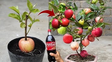An easy way to grafting guava tree with apples fruit using Coca Cola to promote 100% fast fruiting