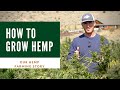 Hemp farming documentary - How to grow a profitable hemp farm