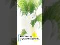 White Rain Lily 💮#flowers #nature #ytshorts#viral #trending #shortvideo #shorts #song
