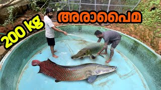 Download Lagu അരാപൈമയെ കുളത്തിലേക്കു മാറ്റി!!! Monster arapaima fish in monster tank MP3 Download Lagu അരാപൈമയെ കുളത്തിലേക്കു മാറ്റി!!! Monster arapaima fish in monster tank MP3