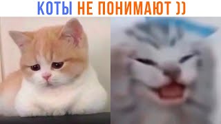 КОТЫ НЕ ПОНИМАЮТ! ))) | Приколы с котами | Мемозг 1368