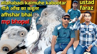 allahabadi kaldume sahajhanpuri cross kabootar | kyarish kadri pigeons