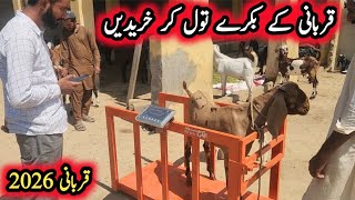 Qurbani 2026 k Bakray 🐐 Kilo k hisab sy Kharidain | Chakwal Goat Farm 🐐 |