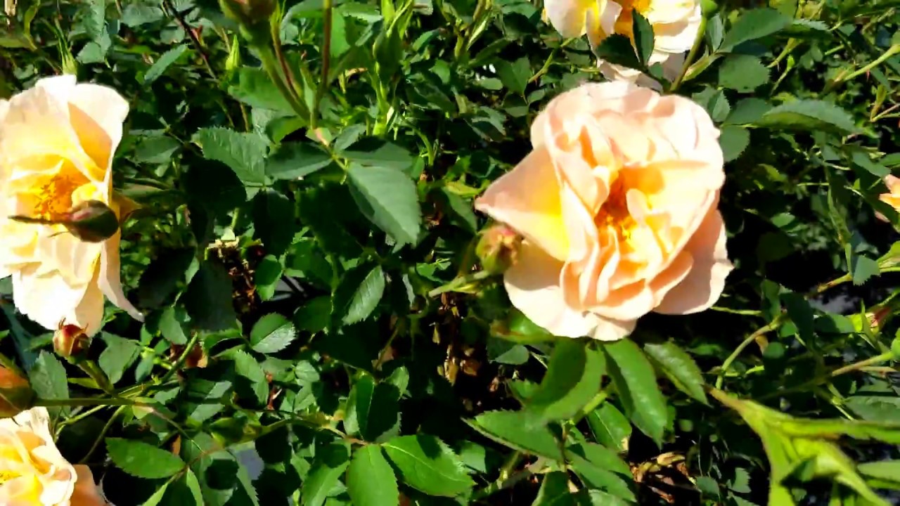 Rose Above and Beyond ('ZLEEltonStrack')
