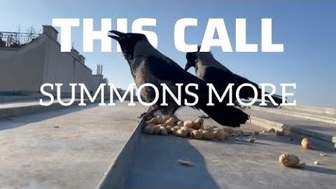 The Secret Language of Crows