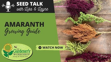 Seed Talk #48 - Amaranth Growing Guide