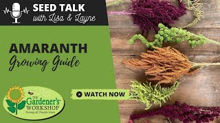 Seed Talk #48 - Amaranth Growing Guide