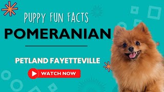 Everything you need to know about Pomeranian puppies! by Petland Fayetteville 4 views 9 months ago 1 minute, 7 seconds