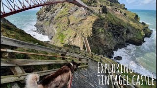 Sherpa explores Tintagel Castle on the Cornish Coast