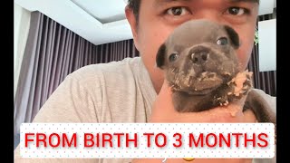 Frenchies from birth to 3 months | French Bulldog Philippines