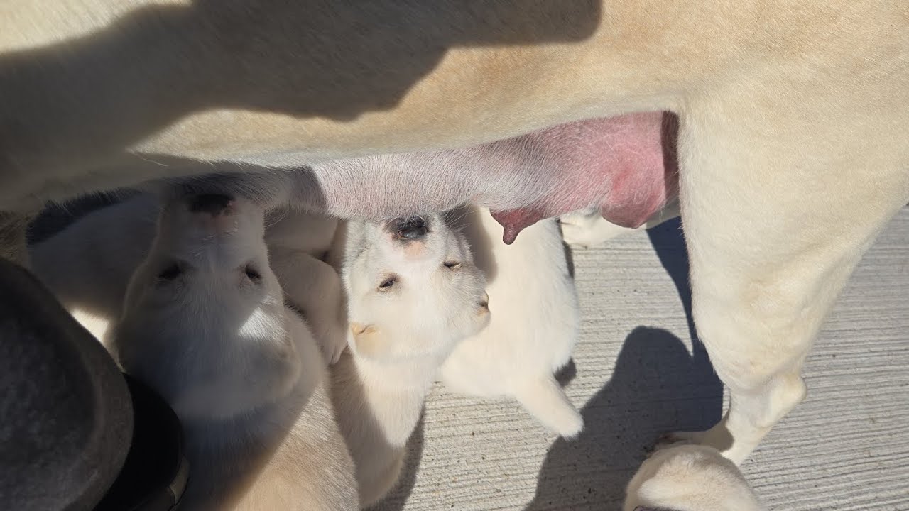 Sunny day in Michigan. Central Asian Shepherd #alabai #ovcharka 