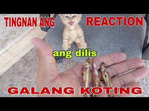 Video: 25 Mapanlikha Na Mga Pag-hack Sa Buhay Para Sa Mga Mahilig Sa Pusa