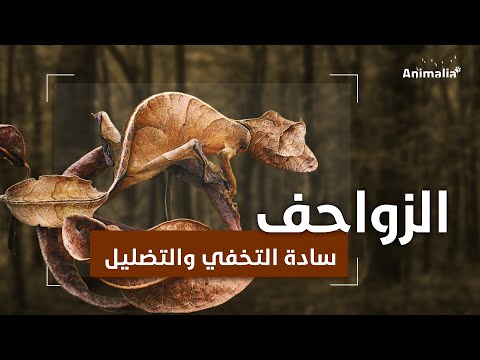 الزواحف سادة التخفي والتضليل كيف تتخفى الزواحف من الفرائس والأعداء