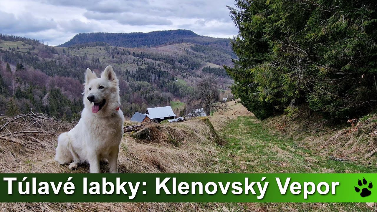 Túlavé labky: Klenovský Vepor (zo Skorušiny)