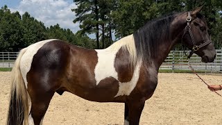 Paint gelding