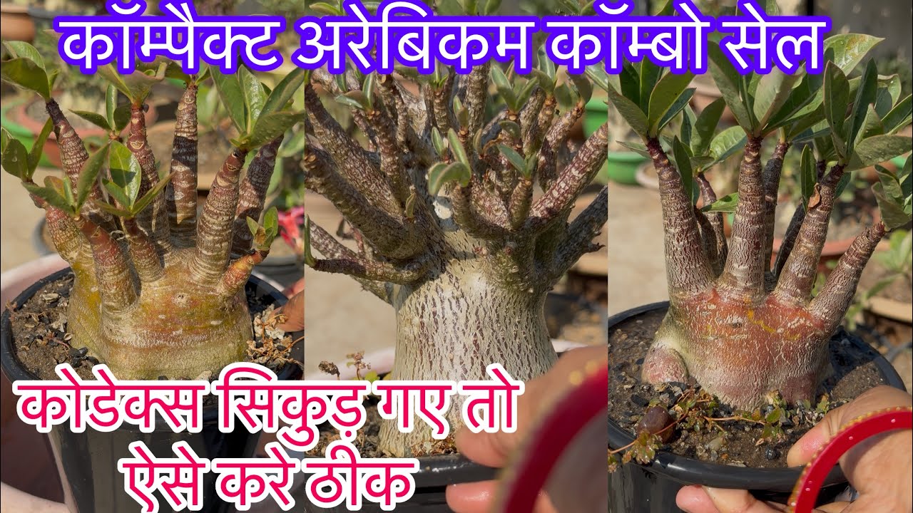 सिकुड़ रहे कोडेक्स तो येकरे मेरी तरह मोटे कोडेक्स आपको मिलेंगे,अरेबिकम में आया सस्ता ऑफर,motherplant