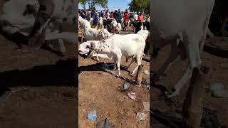 The Ulami Breed..balamiuda..available As Seen Dm 08064829846