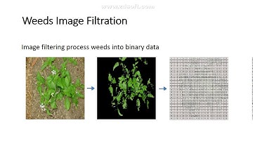 weed detection