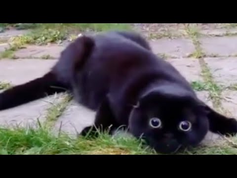 Daily Dose Of Internet But It's Just Cats - Vol. 1