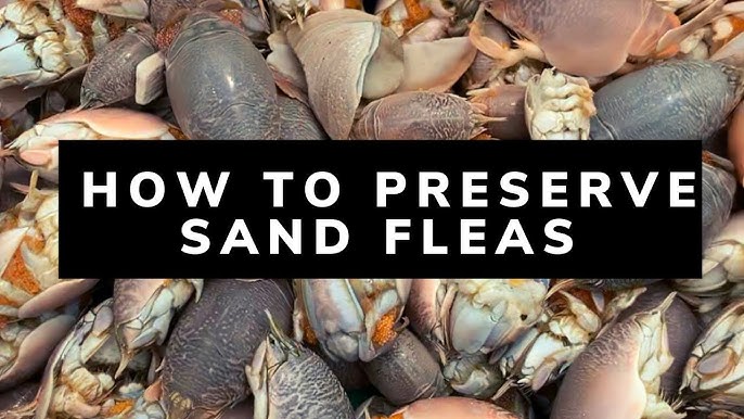 How to catch THOUSANDS of SAND FLEAS!