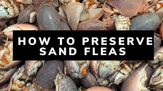How to Preserve Sand Fleas