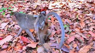 Poor baby almost falling down on the high tree #motivation #monkeyboy #animals