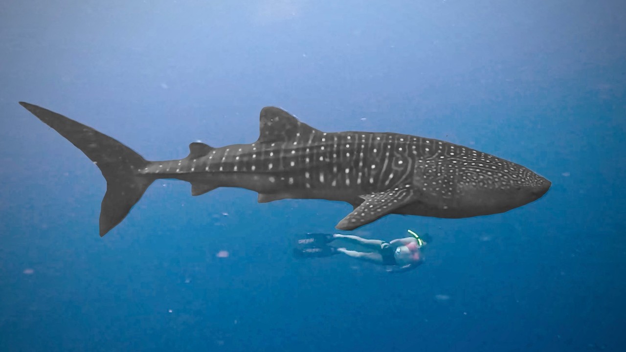 ⁣Whale Sharks, Dirt Bikes & Empty Waves in Indonesia WHSE179