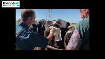 TherioTech Video DIB