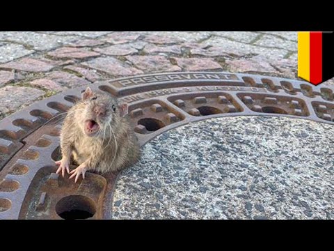 Video: Rat Yang Terperangkap Dalam Penutup Pembetung Di Jerman Diselamatkan