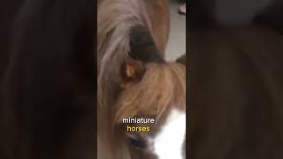 Thumbelina: The World's Tiniest Horse with the Biggest Heart