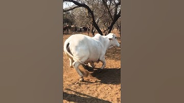 White cow standing up #cow