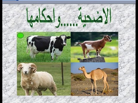 احكام الاضحيه هل يجوز ان تضحي بديك