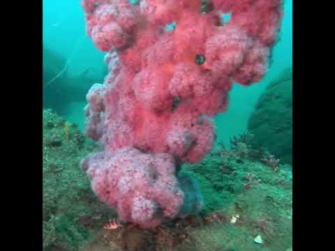 1人で水雷艇をダイビング 沖ノ島ダイビングサービスマリンスノー 千葉ダイビング 館山ダイビング YouTube