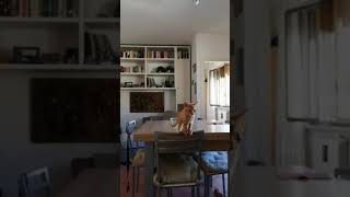 La Spugna Entra Dura