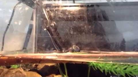 Alligator snapping turtle tank set up