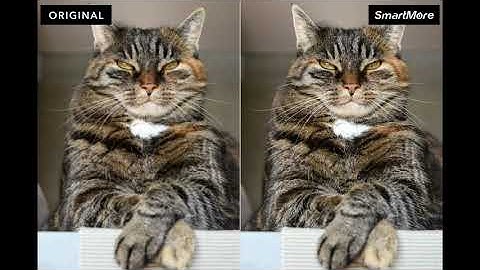 Modern Video Upscale | Fruits and Animals | SmartMore