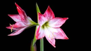 Chopin In Mir Klingt Ein Lied