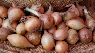 How to Plant Onion Sets
